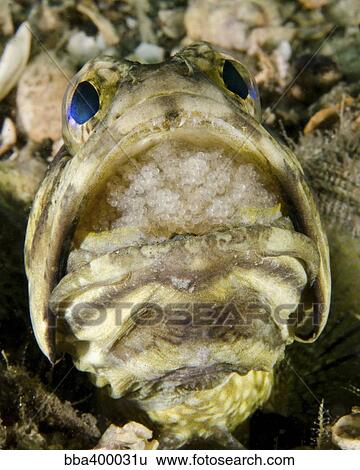 A male jawfish with a brood of incubating eggs in his mouth. View Large Photo Image Stock Photograph - A male jawfish with a brood of incubating eggs in his mouth.. Fotosearch