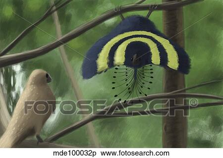 A male Xiaotingia zhengi bird tries to surprise a female. View Large Illustration Stock Illustration - A male Xiaotingia zhengi bird tries to surprise a female.. Fotosearch