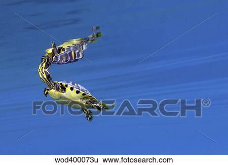A Map Turtle surfaces for air. View Large Photo Image Stock Photograph - A Map Turtle surfaces for air.. Fotosearch
