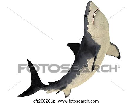 A Megalodon shark from the Cenozoic Era. View Large Illustration Stock Illustration - A Megalodon shark from the Cenozoic Era.. Fotosearch
