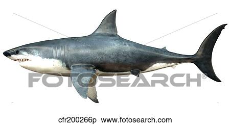 Stock Illustration - A Megalodon shark from the Cenozoic Era.. Fotosearch