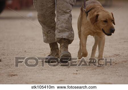 A military working dog and his handler taking a walk. View Large Photo Image Picture - A military working dog and his handler taking a walk.. Fotosearch