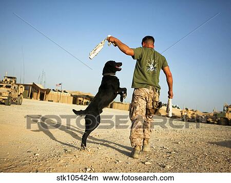 A military working dog handler conducts physical training in Afghanistan. View Large Photo Image Picture - A military working dog handler conducts physical training in Afghanistan.. Fotosearch