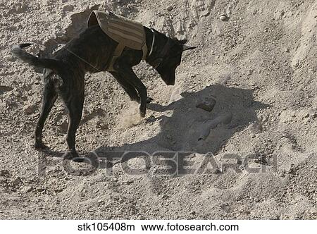 A military working dog searches an area for simulated explosives. View Large Photo Image Picture - A military working dog searches an area for simulated explosives.. Fotosearch