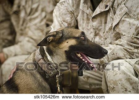 A military working dog sits at the feet of his dog handler. View Large Photo Image Picture - A military working dog sits at the feet of his dog handler.. Fotosearch