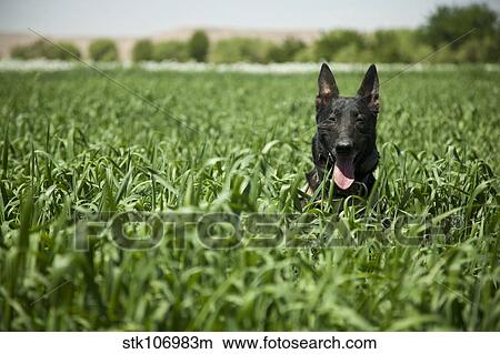 Picture - A military working dog sits in a field near a security position.. Fotosearch