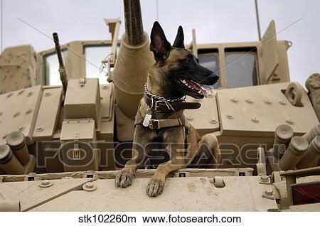 A military working dog sits on a U. S. Army M2A3 Bradley Fighting Vehicle. View Large Photo Image Picture - A military working dog sits on a U. S. Army M2A3 Bradley Fighting Vehicle.. Fotosearch
