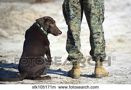 A military working dog waits for a command from his trainer. View Large Photo Image Picture - A military working dog waits for a command from his trainer.. Fotosearch