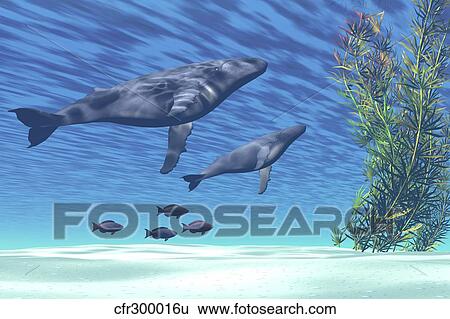 A mother and calf humpback whale rise to the surface. View Large Illustration Stock Illustration - A mother and calf humpback whale rise to the surface.. Fotosearch