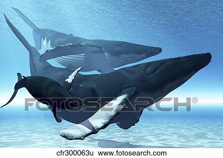 Stock Illustration - A mother humpback whale is escorted by another whale and her baby calf.. Fotosearch