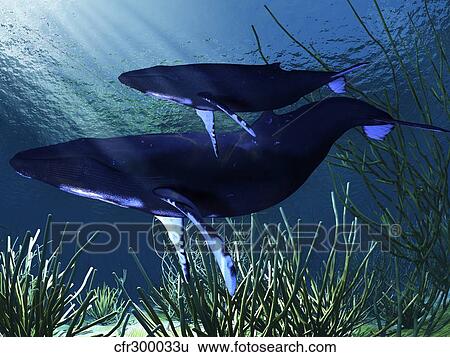 Stock Illustration - A mother humpback whale swims with her baby calf.. Fotosearch
