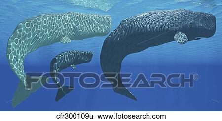 Stock Illustration - A mother sperm whale with calf is visited by an interested male.. Fotosearch