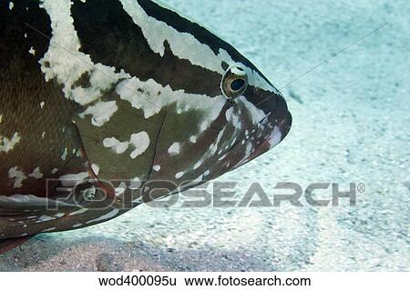 A Nassau Grouper swims along the ocean bottom. View Large Photo Image Stock Photograph - A Nassau Grouper swims along the ocean bottom.. Fotosearch