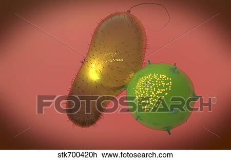 A natural killer cell injects toxin into a bacterium. View Large Illustration Drawing - A natural killer cell injects toxin into a bacterium.. Fotosearch