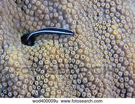 A Neon Goby takes a look outside its hole in live boulder star coral. View Large Photo Image Stock Photograph - A Neon Goby takes a look outside its hole in live boulder star coral.. Fotosearch