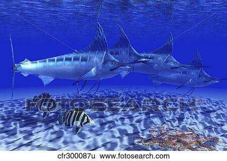 Stock Illustration - A pack of Blue Marlin swimming with two Siamese Tigerfish.. Fotosearch