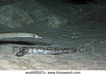 A pair of American Eels patrol the sandy bottom of Morrison Springs cavern. View Large Photo Image Stock Photograph - A pair of American Eels patrol the sandy bottom of Morrison Springs cavern.. Fotosearch