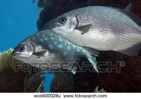 A pair of Bermuda Sea Chubs, Key Largo, Florida. View Large Photo Image Stock Photograph - A pair of Bermuda Sea Chubs, Key Largo, Florida.. Fotosearch