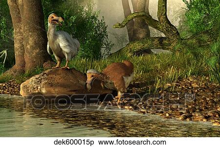 A pair of Dodo birds drinking at a river. View Large Illustration Stock Illustration - A pair of Dodo birds drinking at a river.. Fotosearch