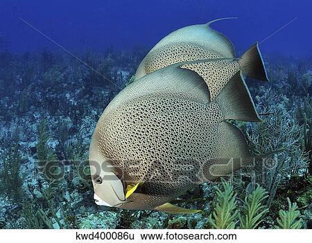Stock Photograph - A pair of Gray Angelfish on a Caribbean reef.. Fotosearch