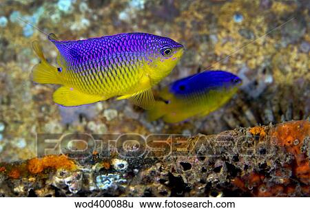A pair of juvenile Cocoa Damselfish. View Large Photo Image Stock Photograph - A pair of juvenile Cocoa Damselfish.. Fotosearch