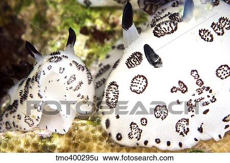 A pair of nudibranch, Papua New Guinea. View Large Photo Image Stock Photograph - A pair of nudibranch, Papua New Guinea.. Fotosearch