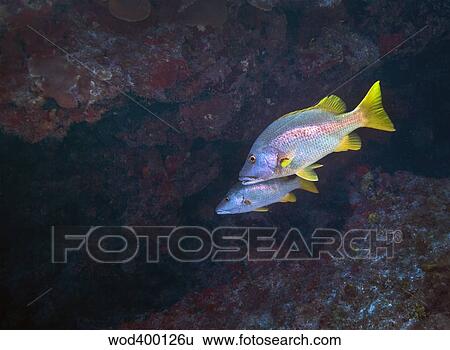 A pair of Schoolmaster fish. View Large Photo Image Stock Photograph - A pair of Schoolmaster fish.. Fotosearch