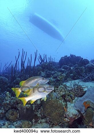 Stock Photograph - A pair of Schoolmaster Snapper on Caribbean reef.. Fotosearch