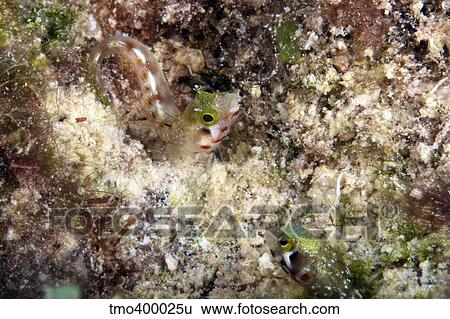 A pair of Secretary Blenny in their coral home. View Large Photo Image Stock Photograph - A pair of Secretary Blenny in their coral home.. Fotosearch