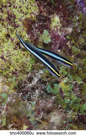 A pair of Sharknose Gobies, Bonaire, Caribbean Netherlands. View Large Photo Image Stock Photograph - A pair of Sharknose Gobies, Bonaire, Caribbean Netherlands.. Fotosearch