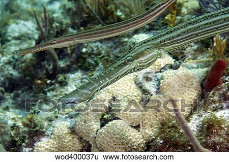 A pair of trumpetfish off the coast of Key Largo, Florida. View Large Photo Image Stock Photograph - A pair of trumpetfish off the coast of Key Largo, Florida.. Fotosearch