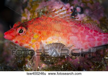 Stock Photograph - A parasitic isopod has attached itself onto a hawkfish.. Fotosearch