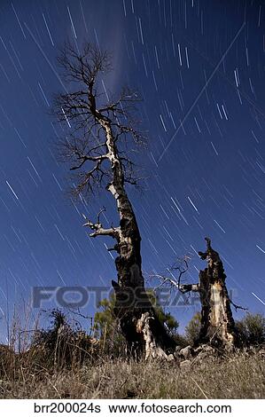 A partially burned tree backdropped against star trails. View Large Photo Image Stock Photograph - A partially burned tree backdropped against star trails.. Fotosearch