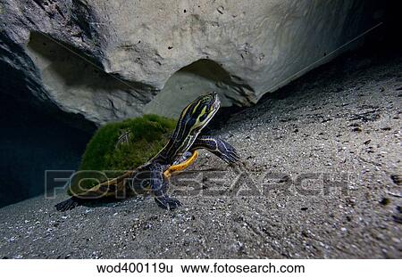 A Peninsula Cooter turtle on the sandy bottom of Morrison Springs cavern. View Large Photo Image Stock Photograph - A Peninsula Cooter turtle on the sandy bottom of Morrison Springs cavern.. Fotosearch