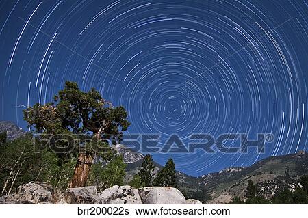 A pine tree on a windswept slope reaches skyward towards north facing star trails. View Large Photo Image Stock Photograph - A pine tree on a windswept slope reaches skyward towards north facing star trails.. Fotosearch