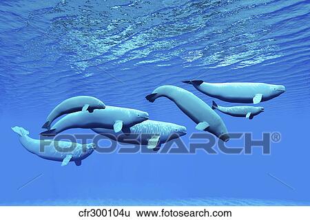A pod of beluga whales swim together near the surface. View Large Illustration Stock Illustration - A pod of beluga whales swim together near the surface.. Fotosearch
