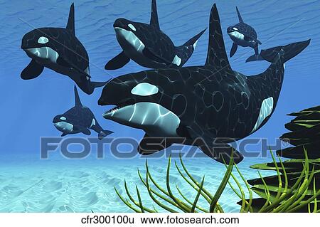 Stock Illustration - A pod of killer whales swim along a reef looking for fish prey.. Fotosearch