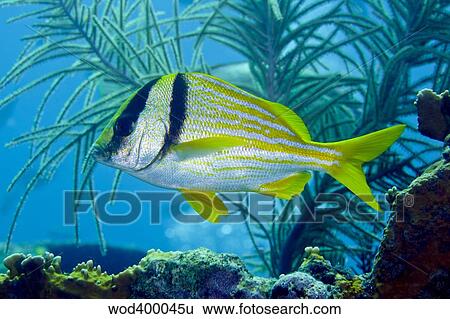 A Porkfish swims by sea plumes off the coast of Key Largo, Florida. View Large Photo Image Stock Photograph - A Porkfish swims by sea plumes off the coast of Key Largo, Florida.. Fotosearch
