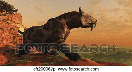 A prehistoric Smilodon Cat is on the prowl for his next prey. View Large Illustration Stock Illustration - A prehistoric Smilodon Cat is on the prowl for his next prey.. Fotosearch