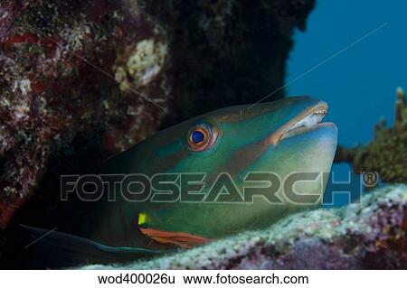 A Rainbow Parrotfish pokes its head out from a hole in the coral reef. View Large Photo Image Stock Photograph - A Rainbow Parrotfish pokes its head out from a hole in the coral reef.. Fotosearch