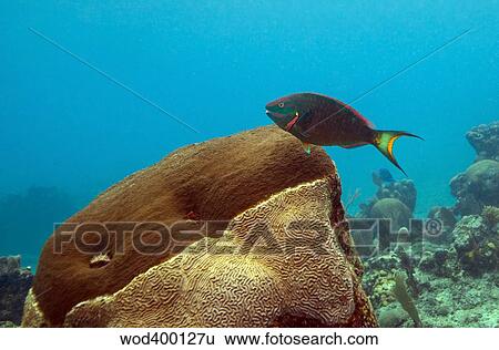 Stock Photograph - A Rainbow Parrotfish swimming over brain coral.. Fotosearch