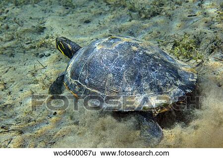 A Red-bellied Cooter turtle on the sandy bottom of Morrison Springs. View Large Photo Image Stock Photograph - A Red-bellied Cooter turtle on the sandy bottom of Morrison Springs.. Fotosearch
