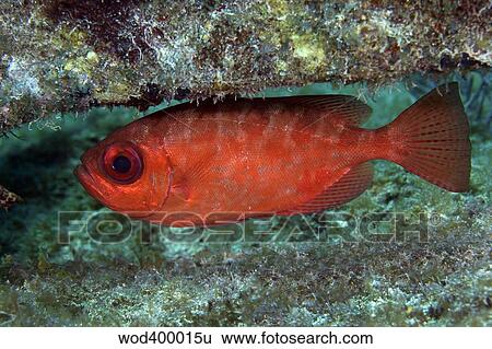 A red Bigeye hovers under a coral reef ledge. View Large Photo Image Stock Photograph - A red Bigeye hovers under a coral reef ledge.. Fotosearch