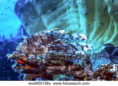 A red lionfish resting on a coral reef unthreatened. View Large Photo Image Stock Photograph - A red lionfish resting on a coral reef unthreatened.. Fotosearch