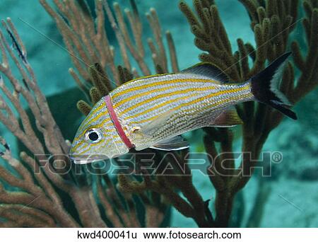 Stock Photograph - A red plastic band threatens the life of a blue striped grunt fish.. Fotosearch