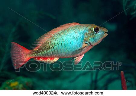 A Redband Parrotfish floats motionless off the coast of Key Largo, Florida. View Large Photo Image Stock Photograph - A Redband Parrotfish floats motionless off the coast of Key Largo, Florida.. Fotosearch
