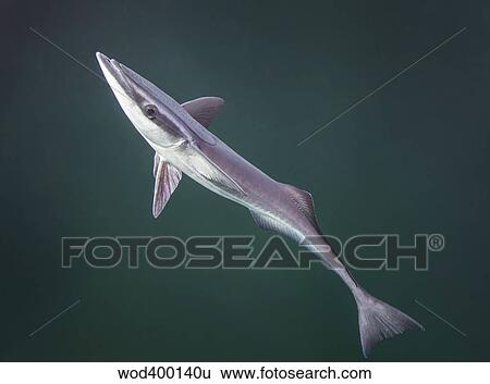 A remora fish swims by looking for a host. View Large Photo Image Stock Photograph - A remora fish swims by looking for a host.. Fotosearch