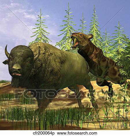 A Saber-Tooth cat pounces onto a frightened Buffalo. View Large Illustration Stock Illustration - A Saber-Tooth cat pounces onto a frightened Buffalo.. Fotosearch