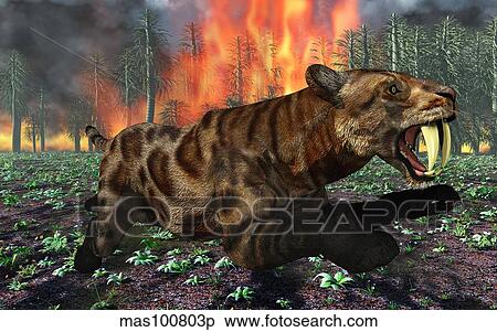 A Saber-Toothed Tiger running away from a forest fire. View Large Illustration Stock Illustration - A Saber-Toothed Tiger running away from a forest fire.. Fotosearch