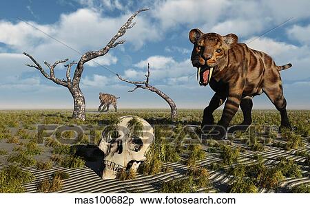 Stock Illustration - A Sabre Tooth Tiger discovers a humanoid skull. . Fotosearch